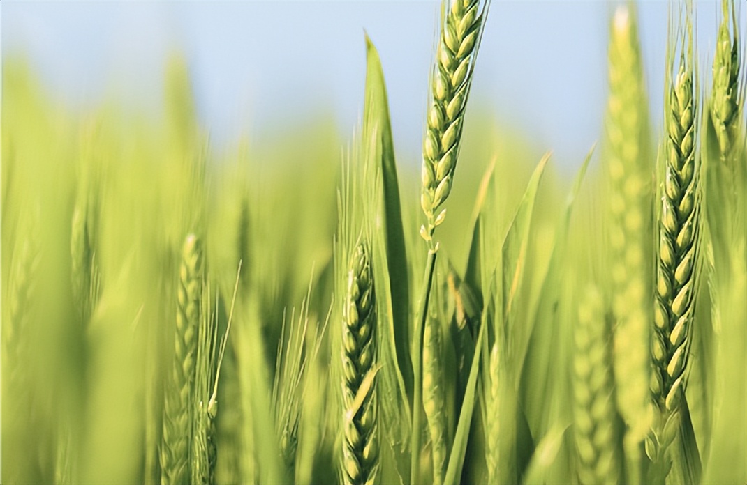 英语分级读物排行榜前十名,小学英语分级读物推荐