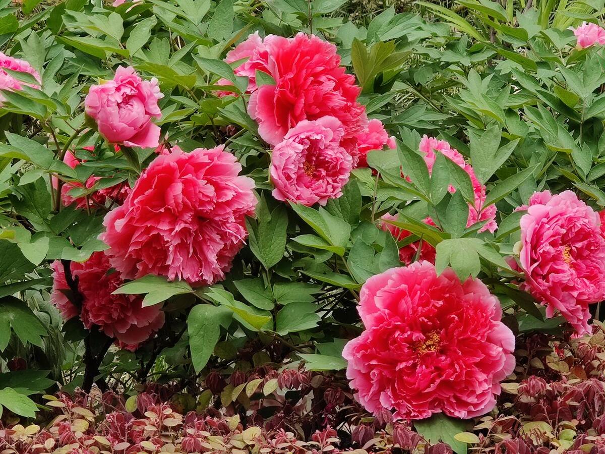 河南景区免费推荐名单,河南十大免费风景区