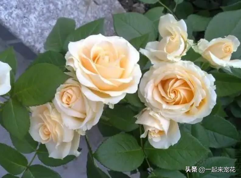 最漂亮10种盆栽月季,月季冬天如何养护春天才会爆花