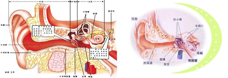 突发性耳聋头晕2019诊疗指南,突发性耳聋诊断和治疗指南pdf