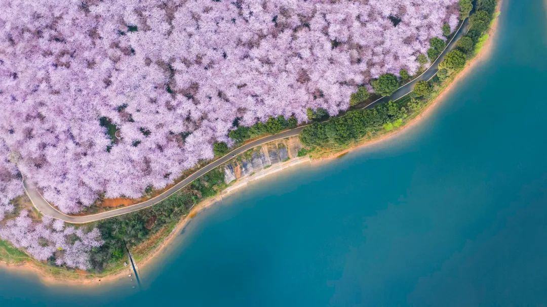 贵州安顺平坝万亩樱花园,安顺平坝樱花园面积有多少