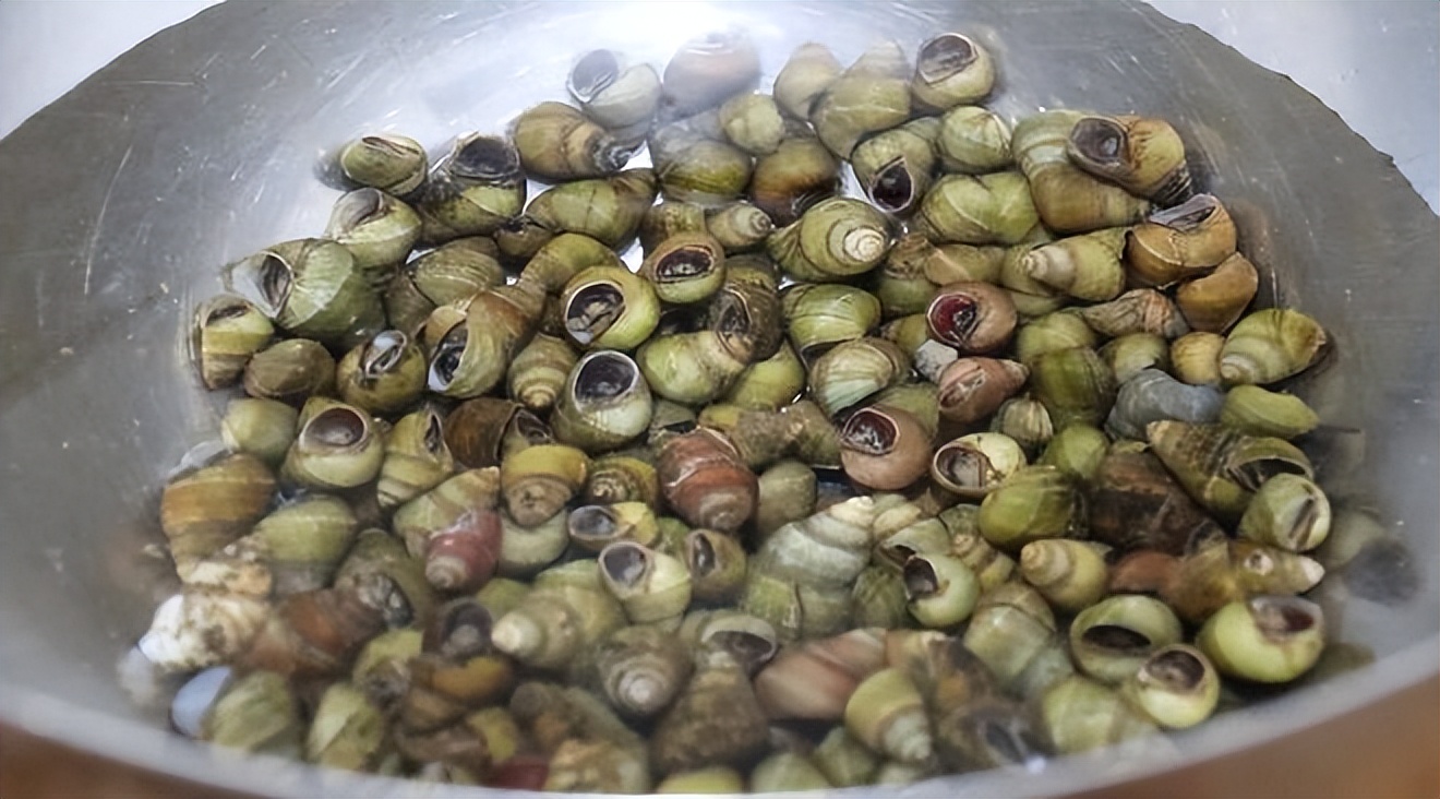 清明螺是田螺吗,清明螺吃什么