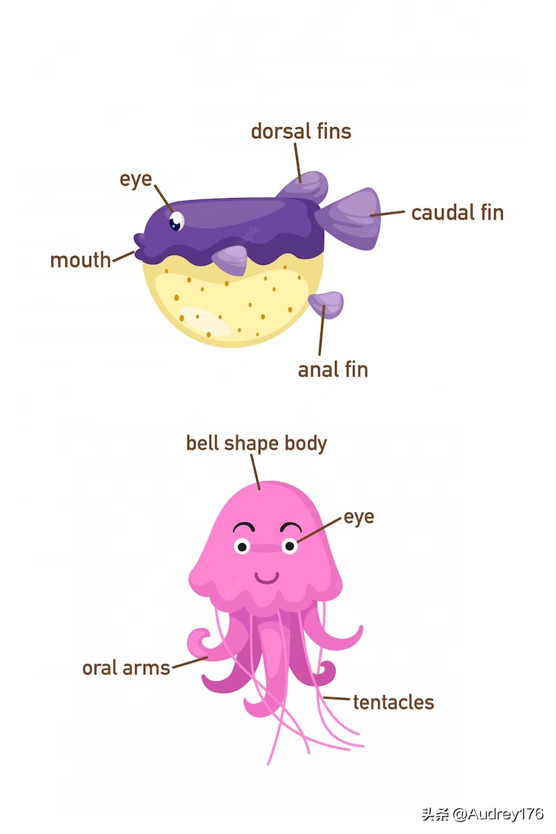 动物身体英语单词,动物身体部位英语