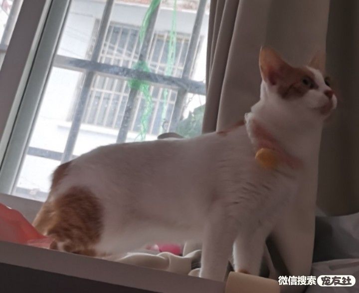 附近宠物店免费领养狗狗,附近宠物店领养狗狗同城