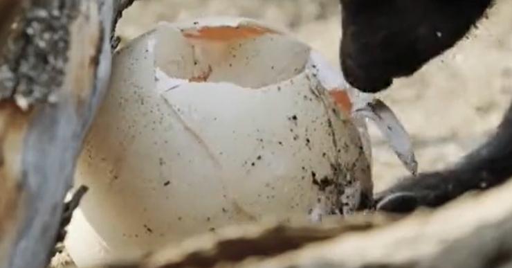 蜜獾在巴西蛇岛大战毒蛇,蜜獾啃食剧毒毒蛇