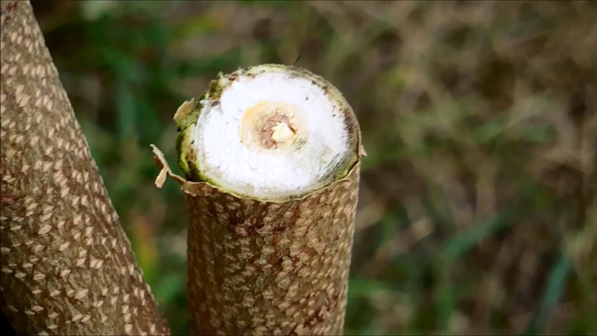 臭椿在美国泛滥成灾,臭椿树在国外泛滥成灾