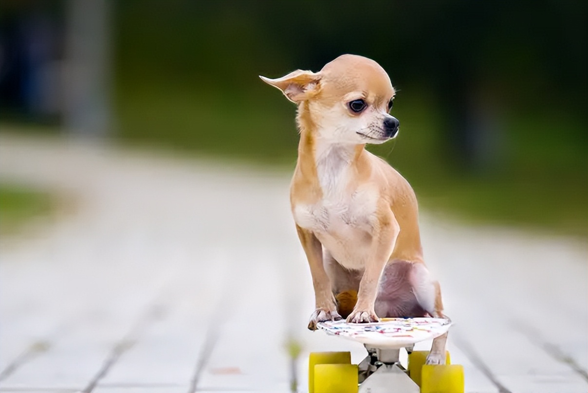 吉娃娃狗狗适合小朋友养吗,养狗狗吉娃娃犬的注意事项
