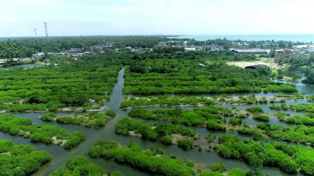 湿地保护公益诉讼典型案例,最高检河道治理公益诉讼典型案例