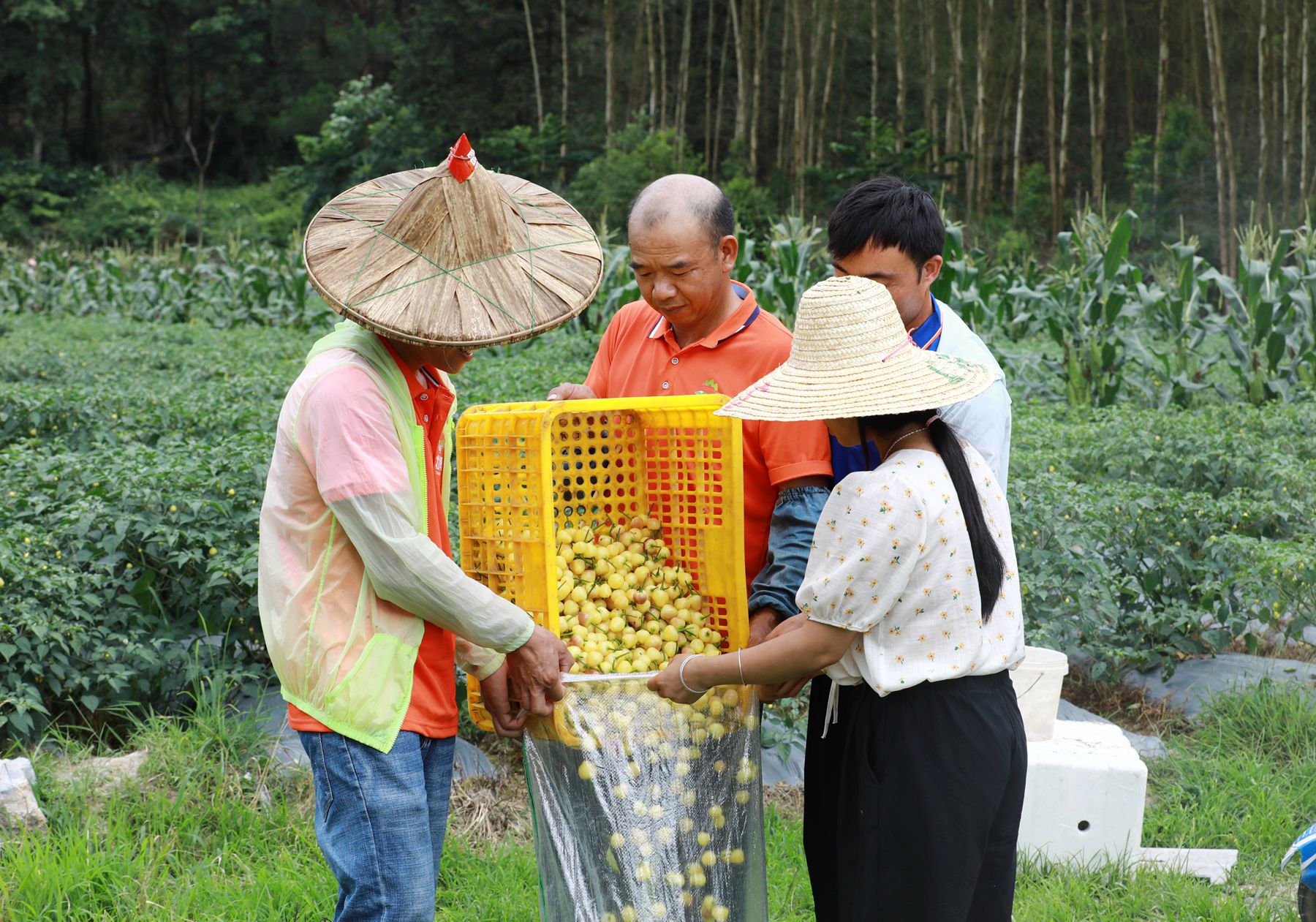 亩收入5000多元郏县辣椒喜获丰收,小辣椒种出富民大产业