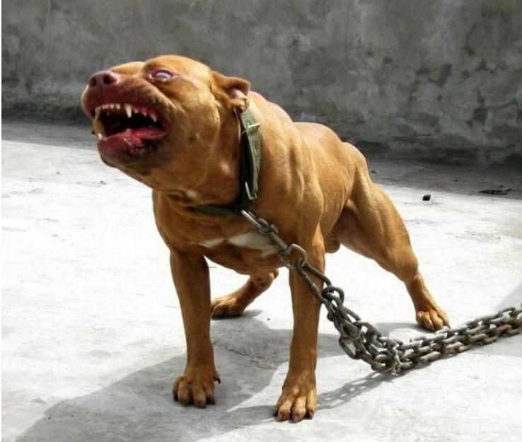 如果将40只比特犬投入非洲大草原，称霸一方还是真的活不过一周？