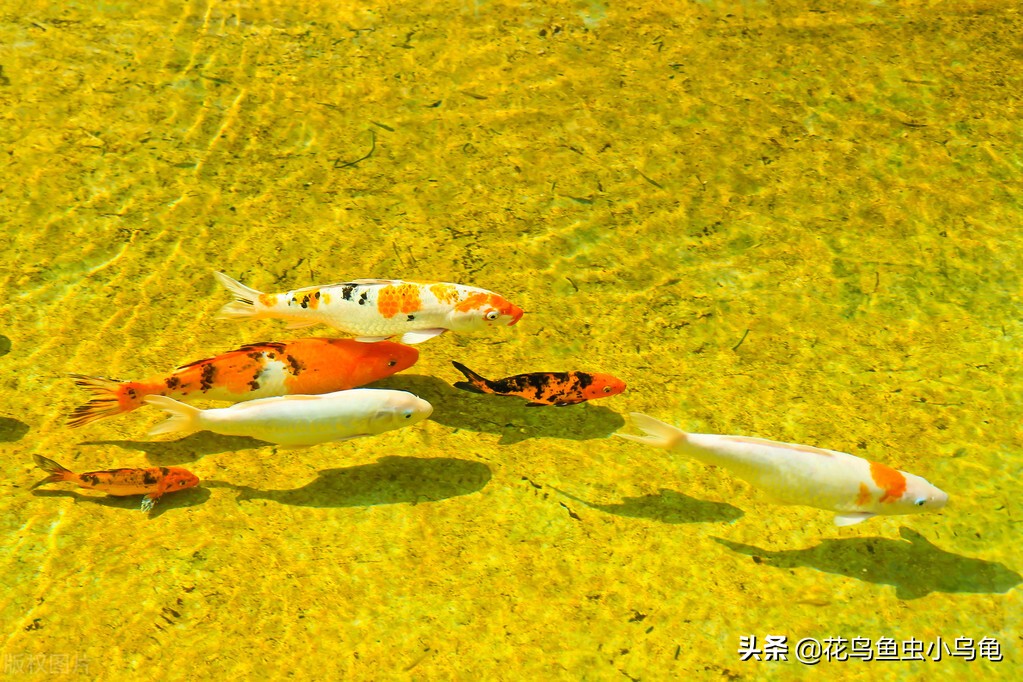 锦鲤怎么养最简单,锦鲤适合新手养吗怎么养