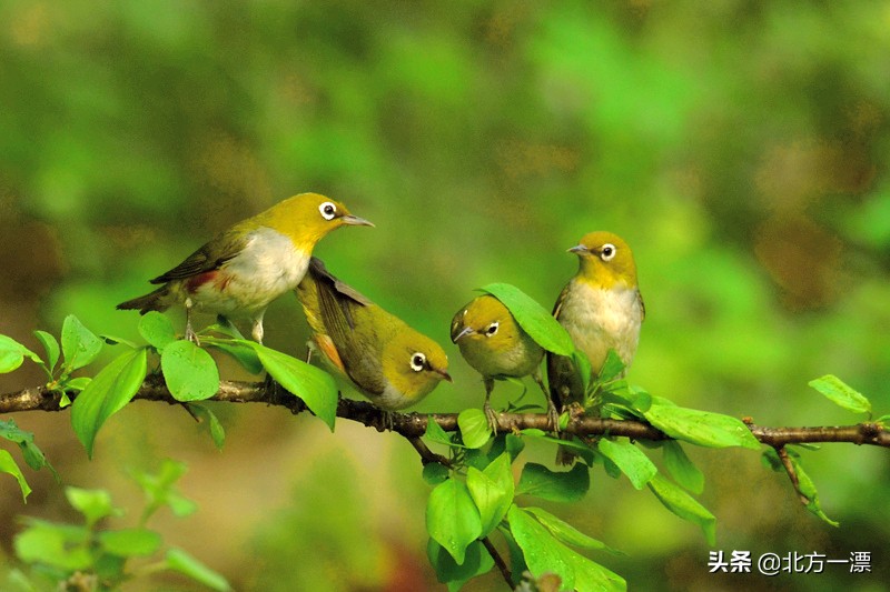 抚顺天女木兰苗规格,抚顺的天女山