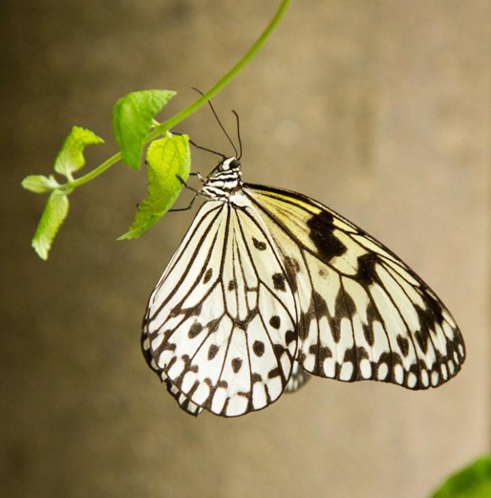 摄影构图中的对比与差异展示,如何看懂摄影构图中的均衡