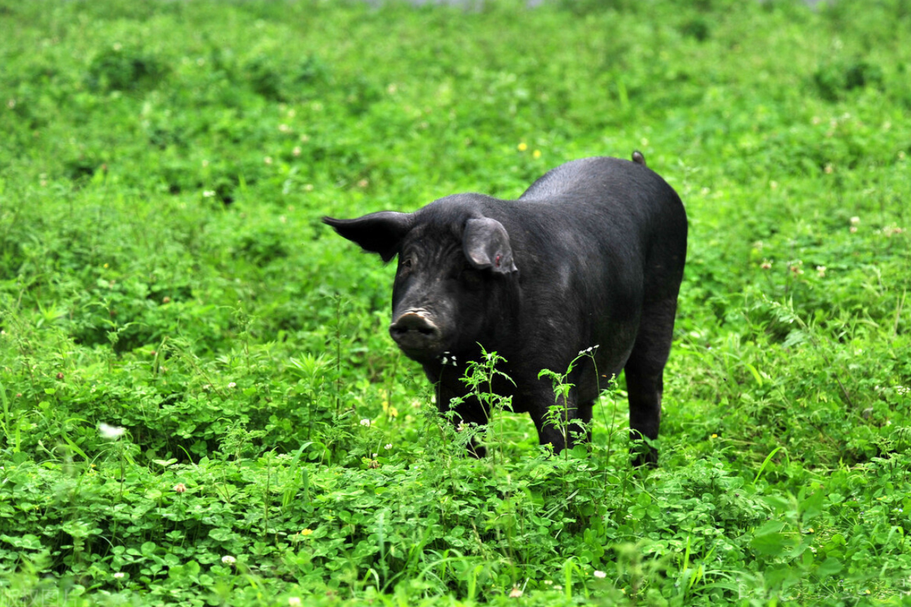 2009年，男子花6万买瘸腿病猪当宝贝养，8年后病猪帮他年入3000万