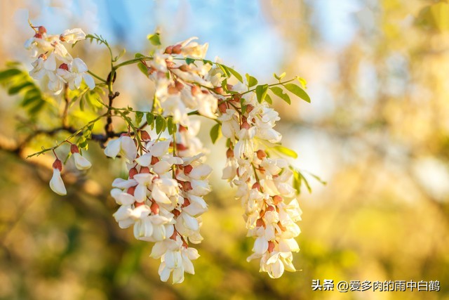 这货竟然是100多年前的德国人引进到我们山东胶州的