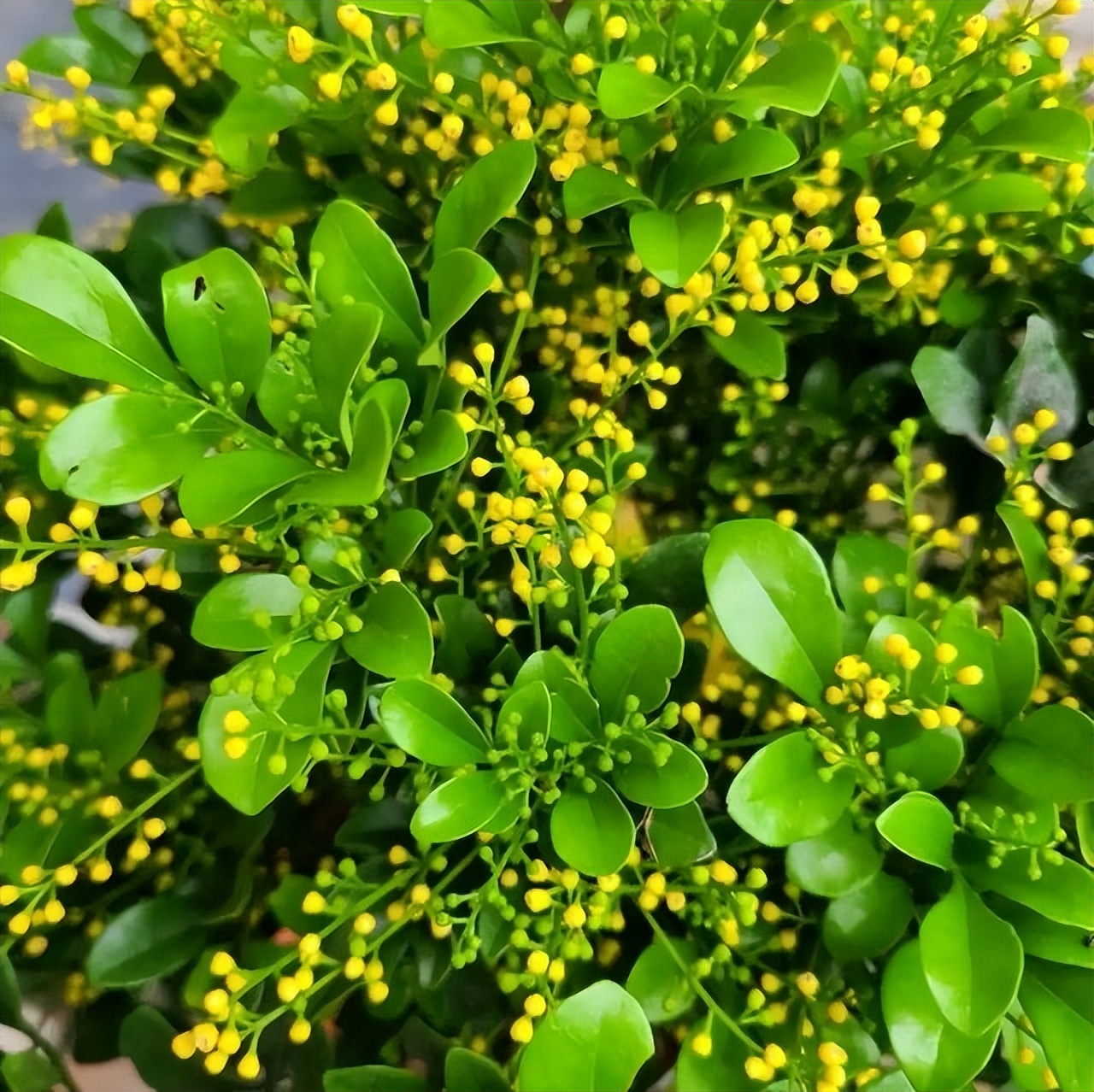 米兰花怎样养护才能开花多,米兰花的养护方法和注意事项