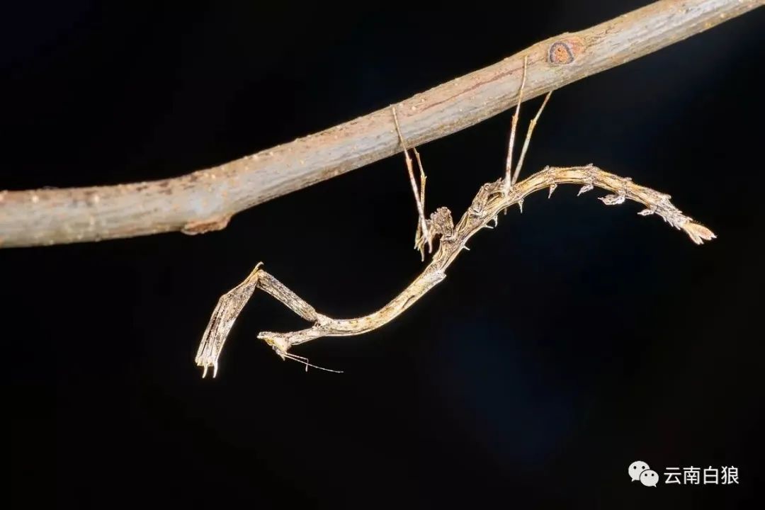 学校突然出现诡异的虫子,女生宿舍惊现不明虫