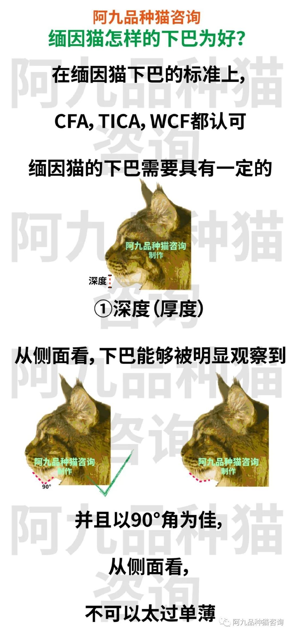 缅因猫品种标准图解，缅因猫怎么分辨好坏，缅因猫怎么分辨颜色