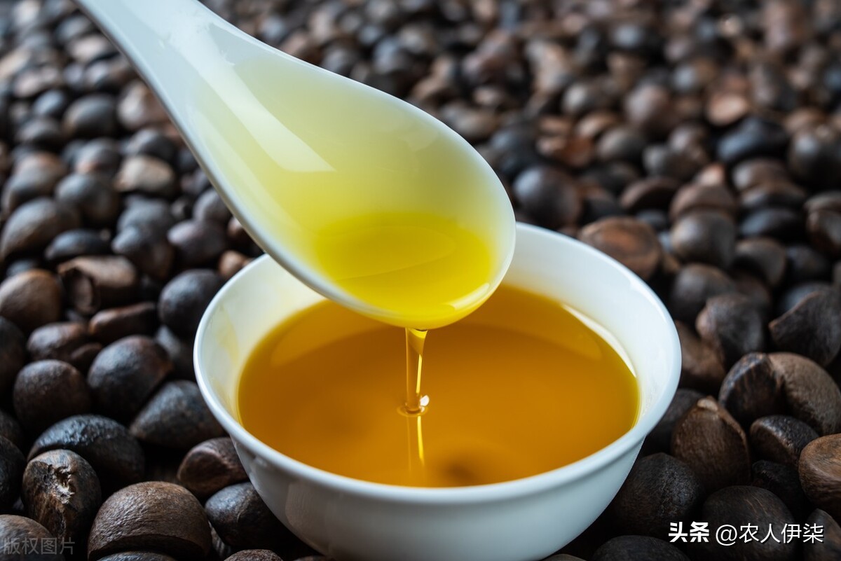 10元1斤的纯山茶油靠谱吗,正宗的茶油怎么识别