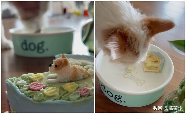 周杰伦音乐玩具,周杰伦玩具熊