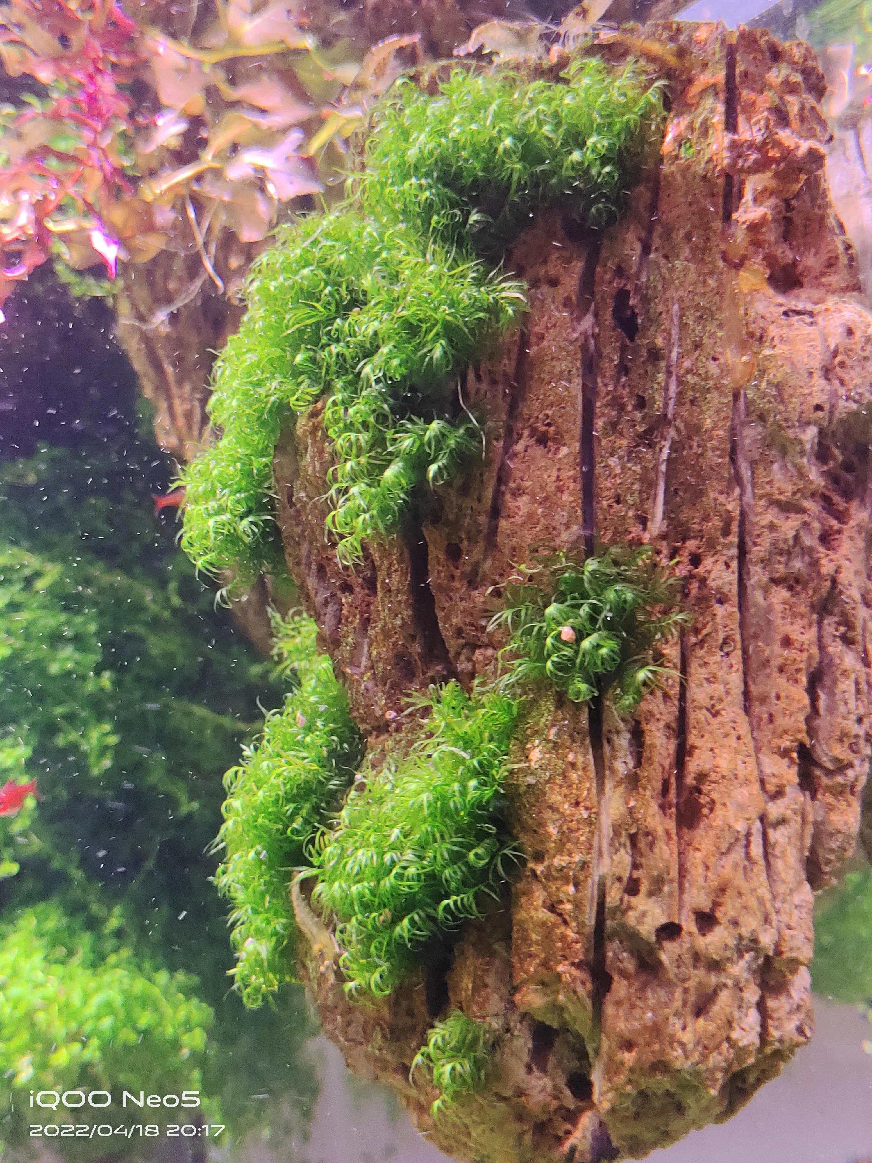 水族草缸爆绿丝藻怎么办,水草缸绿藻的养殖方法