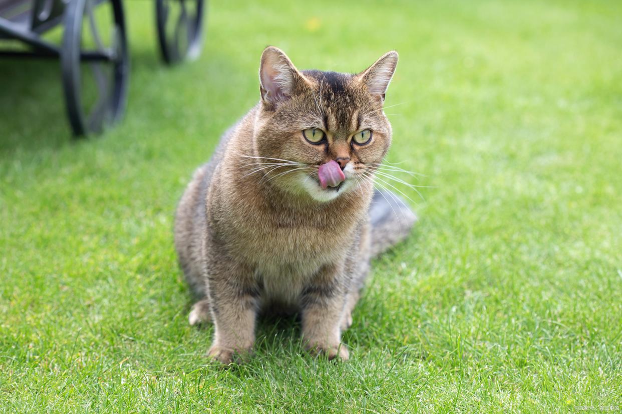 猫咪在床上拉屎怎么办,猫咪几天没拉大便是什么原因