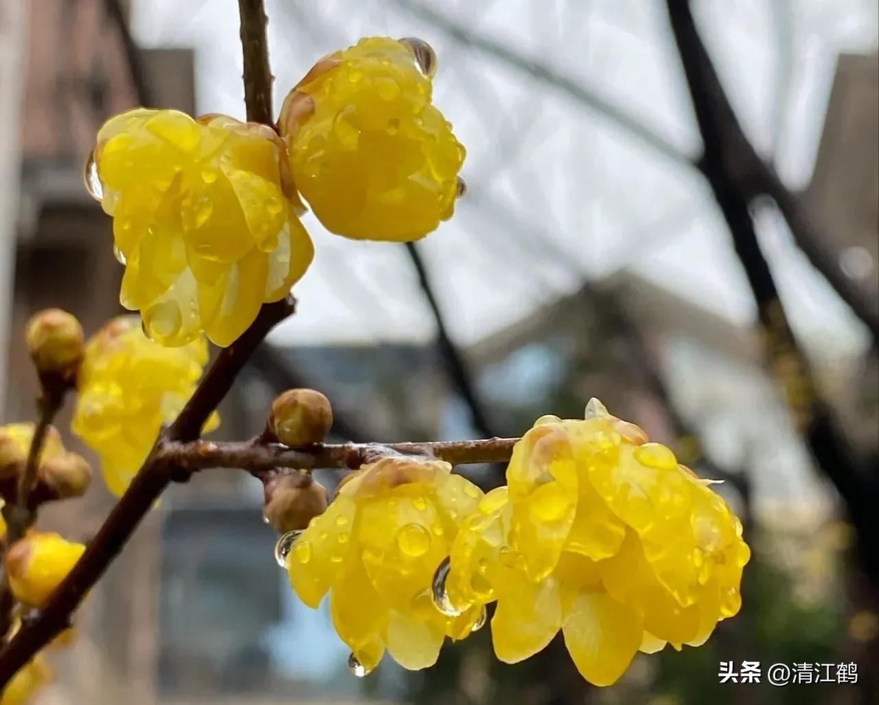 蜡梅夏季管理,秋季腊梅管理