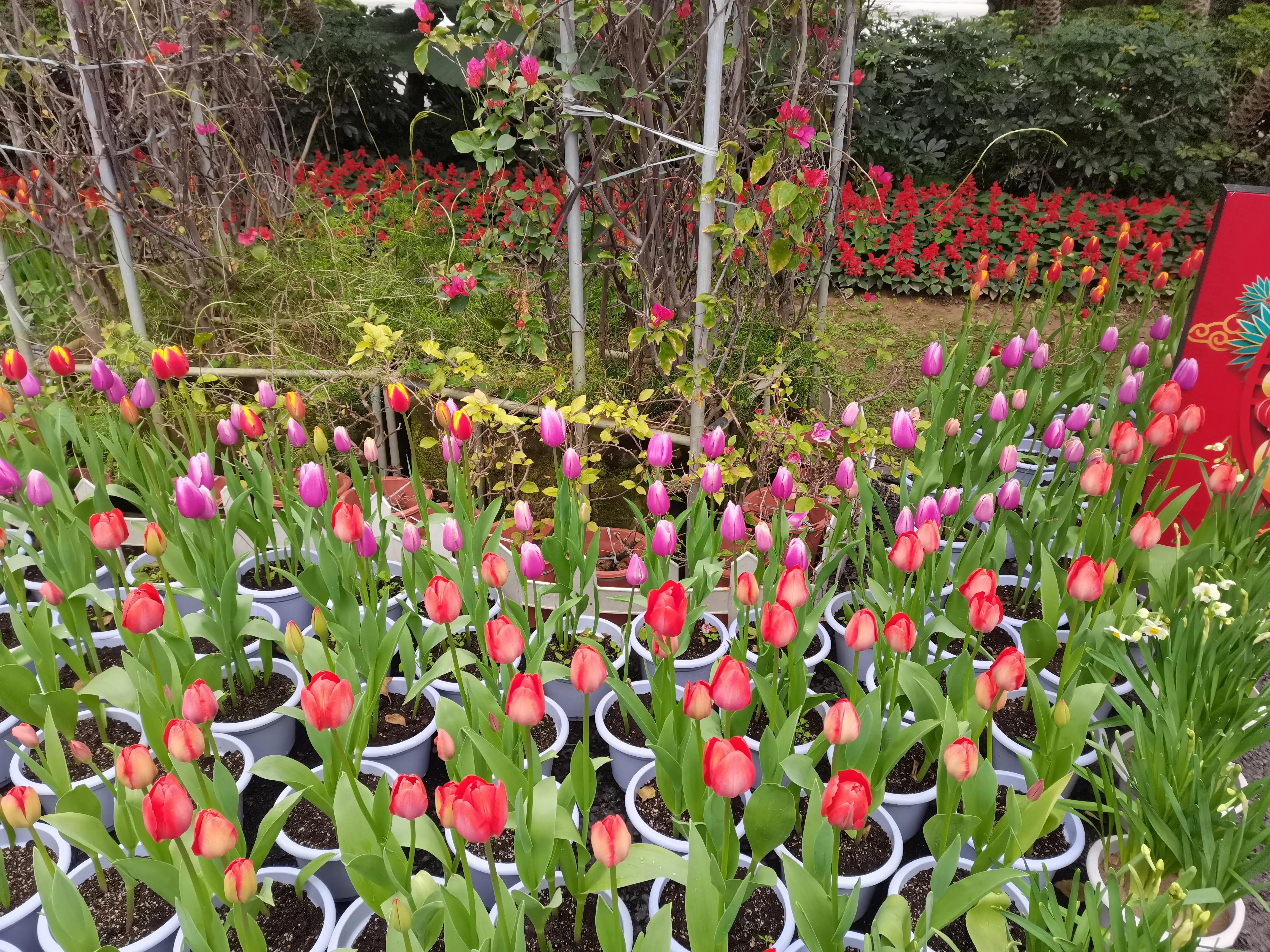 福州郁金香温泉公园,福州花海公园郁金香