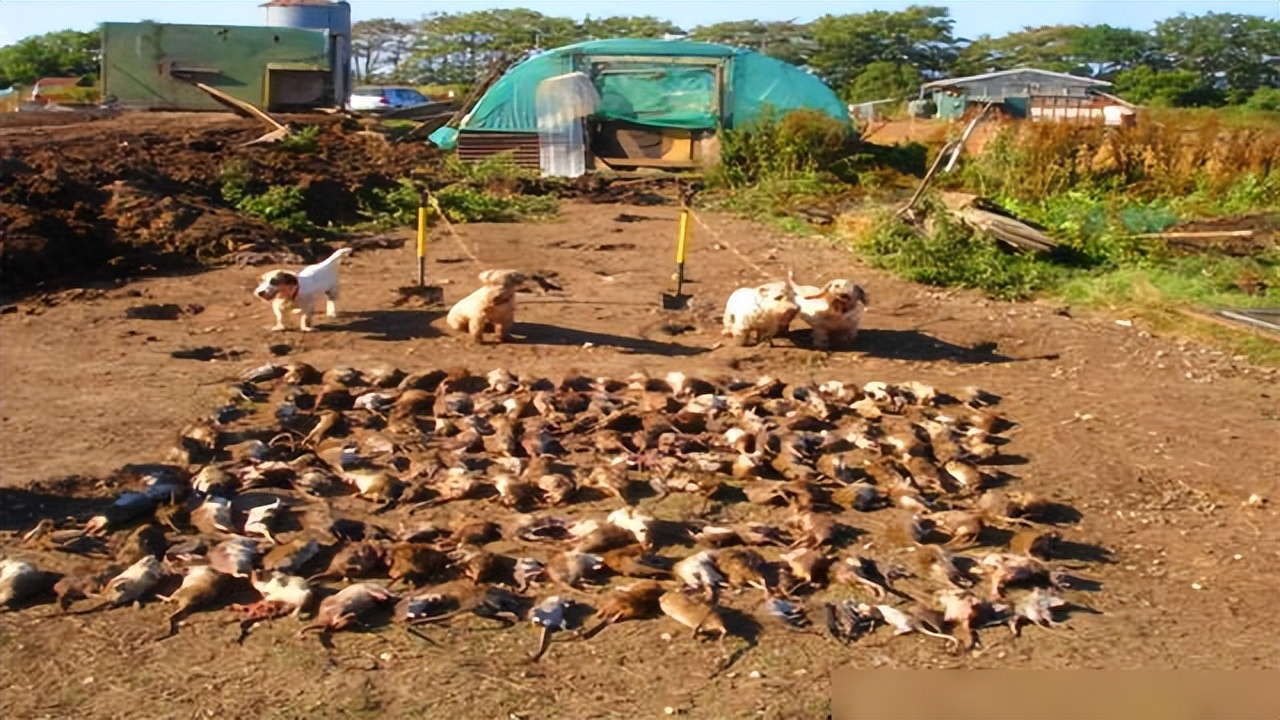 科学家发现灭鼠新方法,科学家改写老鼠基因