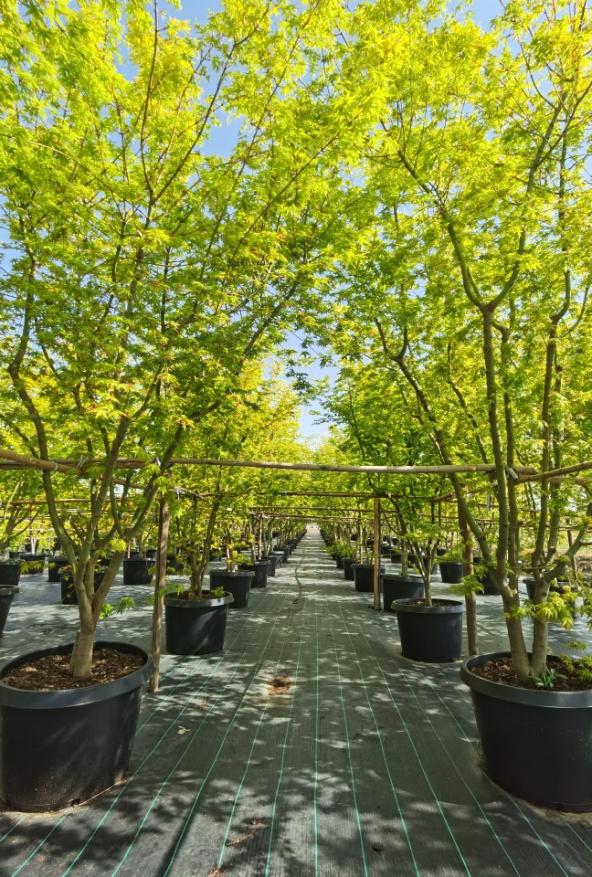 10年后的苗木行情,十年后苗木销路