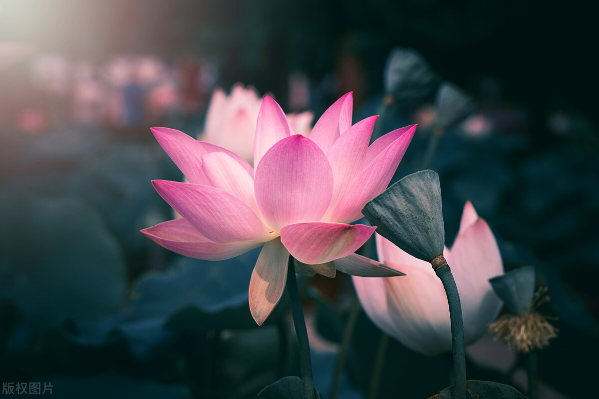 父母逼着自己信佛怎么办,信佛父母强烈反对