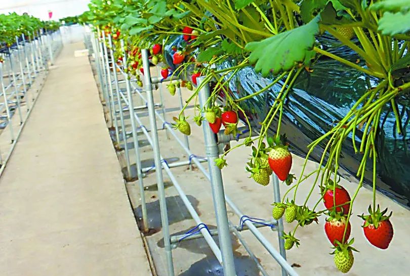 透视中日荷三国“植物工厂”案例，植物工厂的下一站又是什么