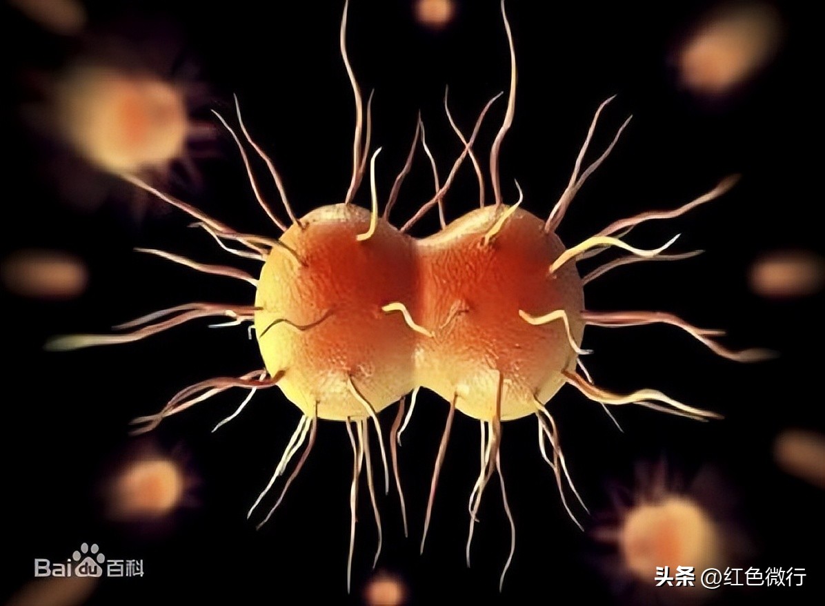 可怕十大病毒,和人类和平共处的病毒