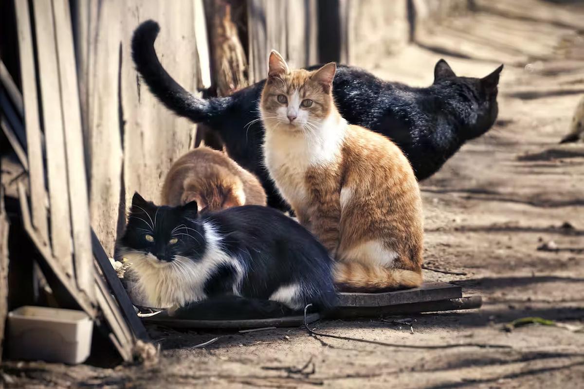 路上遇到流浪猫怎么办？不忍心看它这样居无定所，你可以这样做