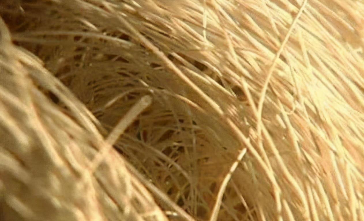 老汉捡到一长满白发石头,辽宁老农捡到一块长头发的石头