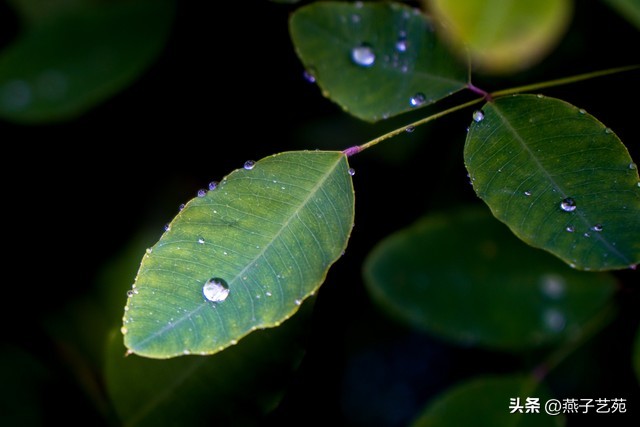 春深谷雨的七绝诗,七绝江南四月倒春寒
