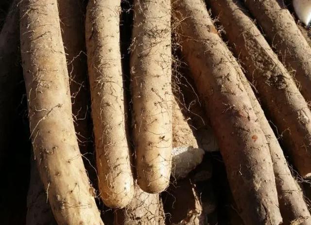 免疫力低的孩子,不妨多吃这7种食物,或有助于提升免疫力