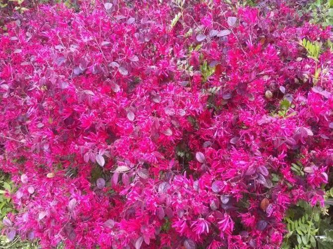 红花檵木介绍牌,红花檵木解说