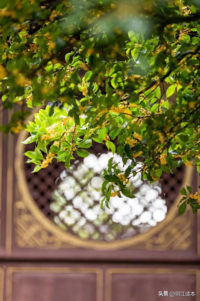 满城桂花香桂林,满城桂花香味