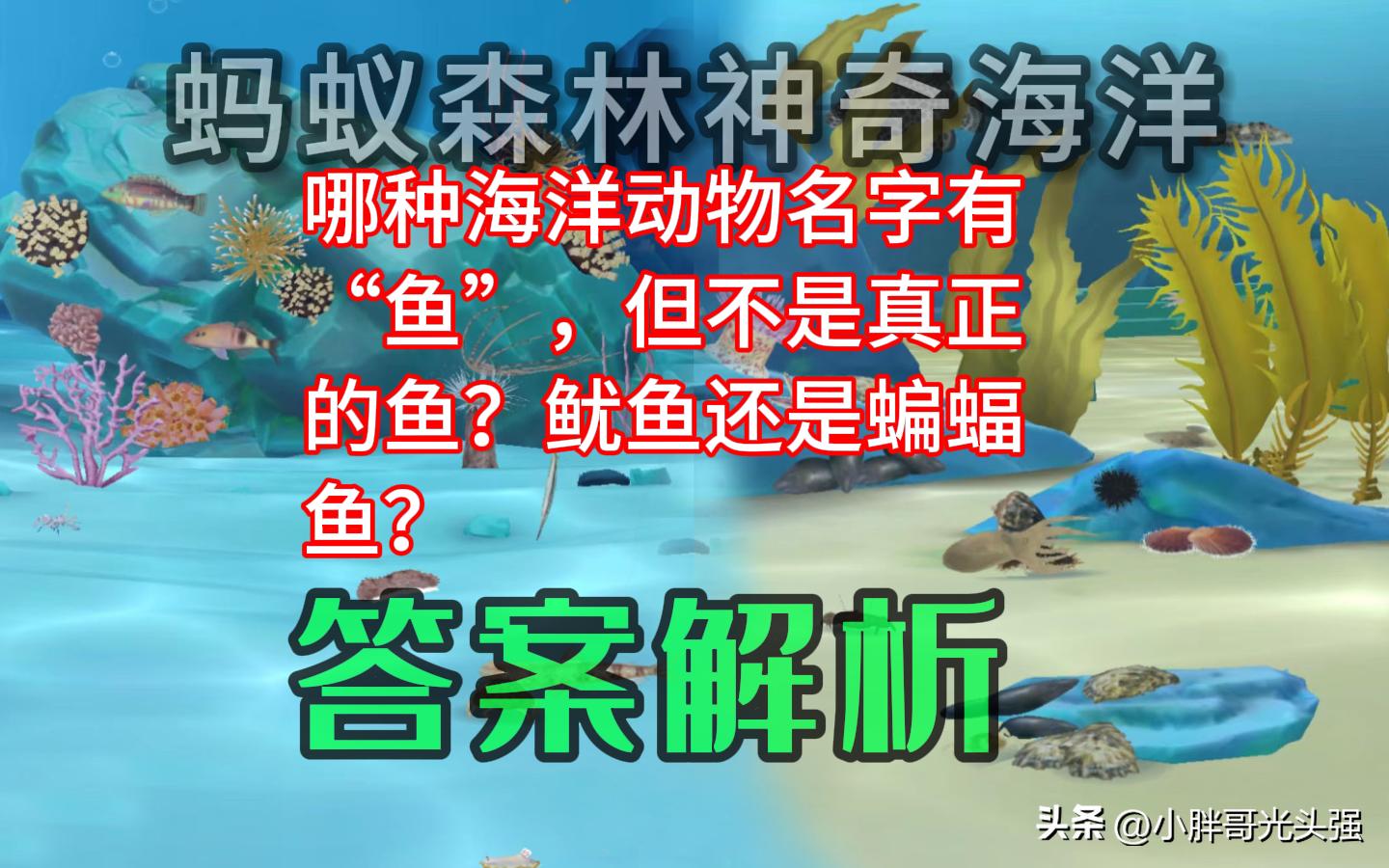 哪种海洋动物长得像鱼却不是鱼,哪些海洋动物是鱼