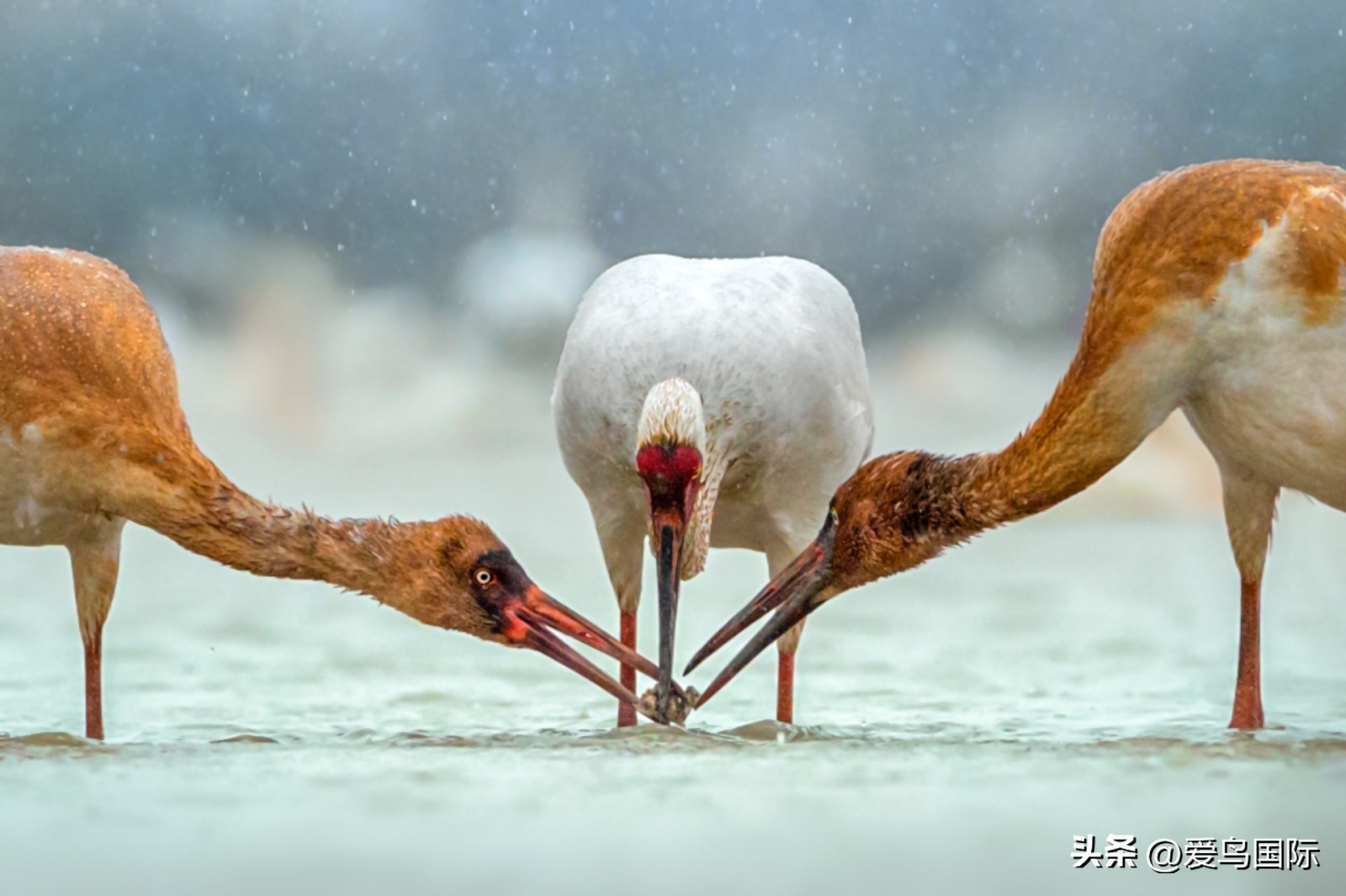 2024观鸟大年,观鸟大年介绍