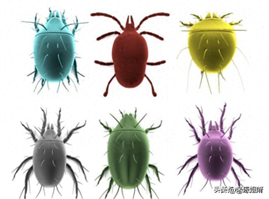 羽绒被暴晒会长虫子吗,羽绒被暴晒还有味道吗