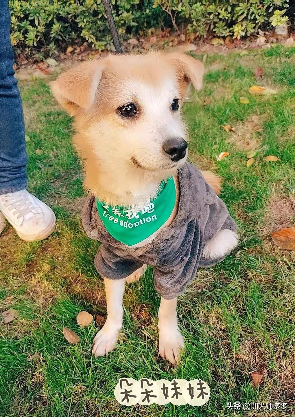 训狗乱叫教程从零开始,狗见狗乱叫行为纠正