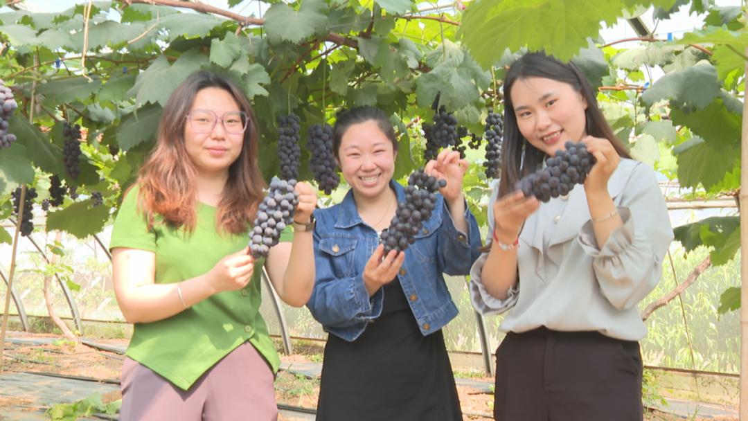 上寨村打造乡村振兴样板,鹿泉区南寨振兴农旅数字产业园