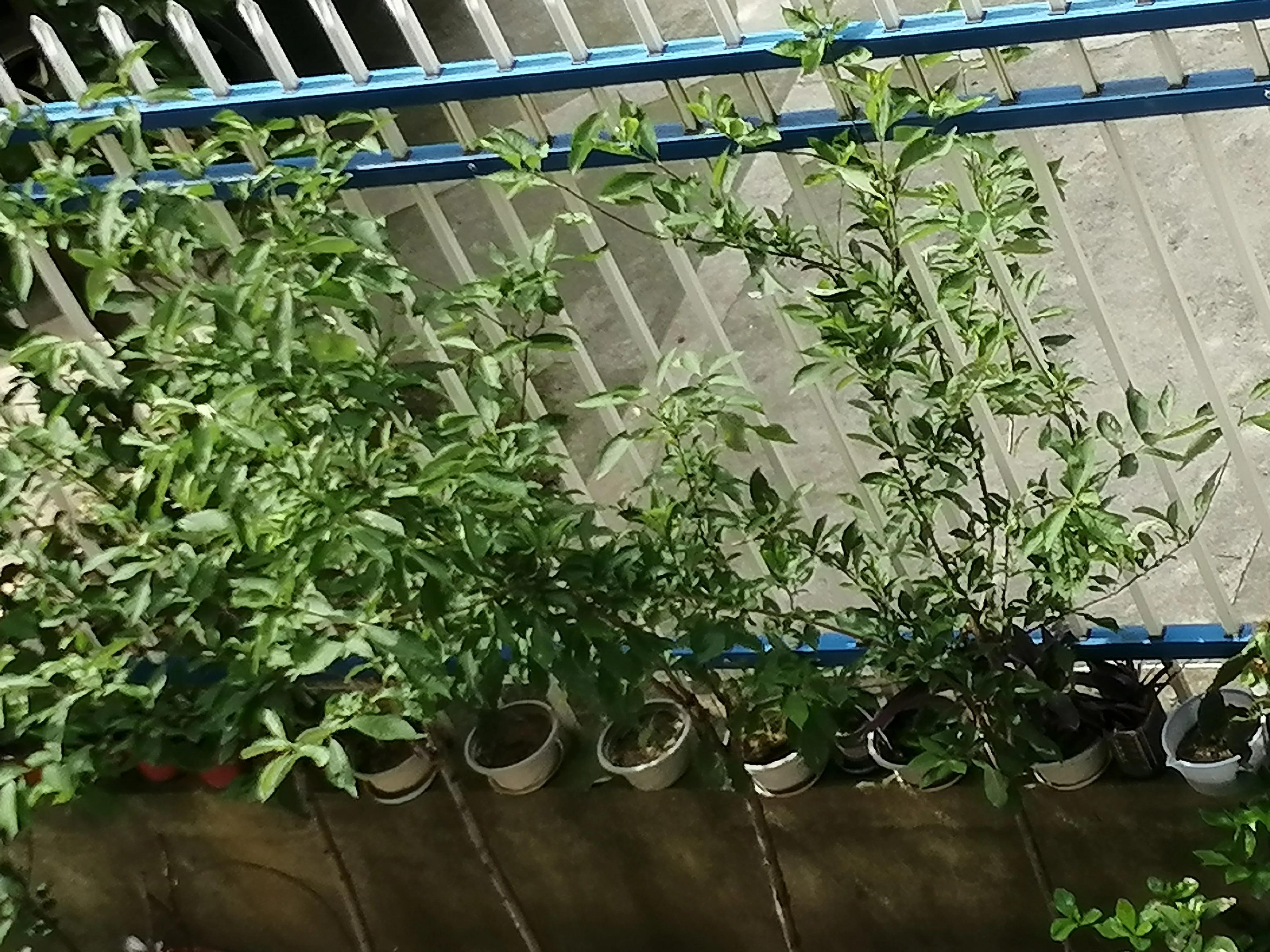 为什么别人拨打我的电话没有显示,别人手机显示我的来电有图片