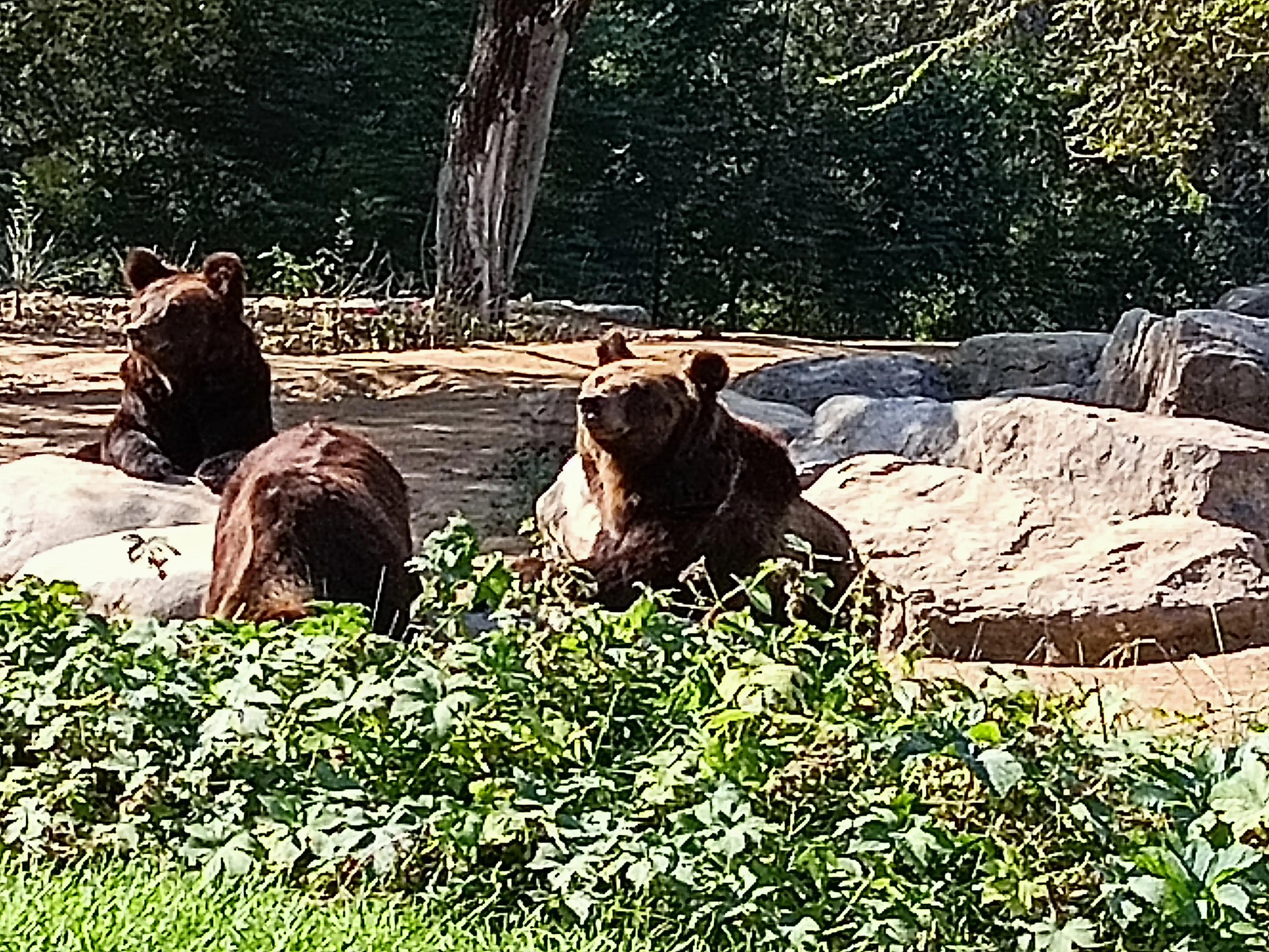 北京动物园和北京野生动物园区别,北京野生动物园狗妈妈和老虎狮子