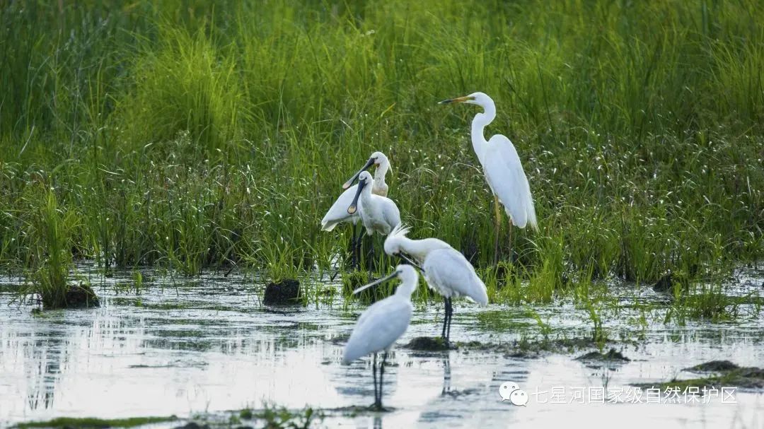 湿地可以开发什么旅游项目,黑龙江旅游必去十大湿地排名