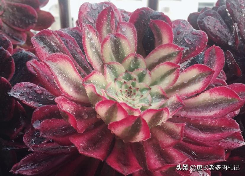 养多肉法师用啥土好,养法师多肉用什么盆好