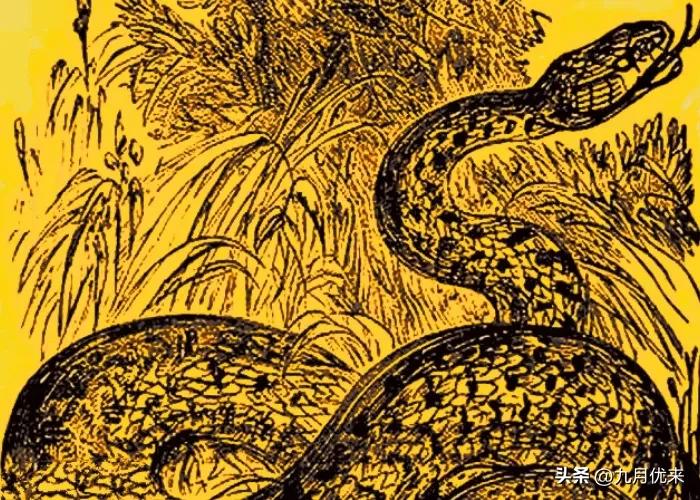 聊斋关于蛇的故事,聊斋志异蛇女故事