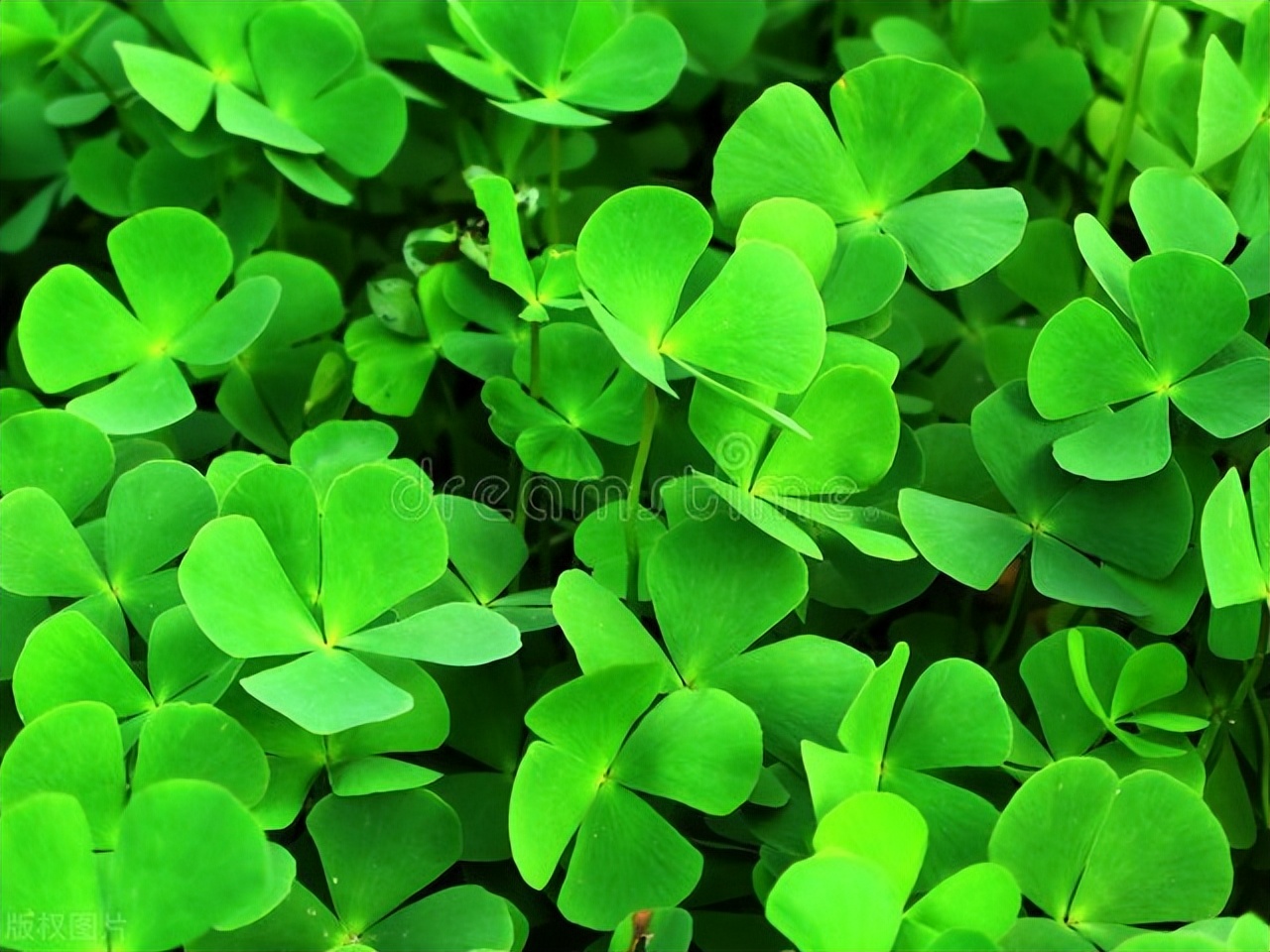 近视能治愈?近视手术该不该做?一次性和你说清楚